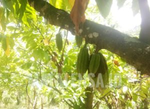 Photo Tanama Coklat (Matalensa.id)