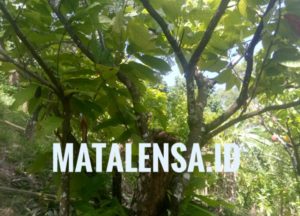Photo Tanama Coklat (Matalensa.id)